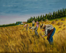 Mietitura - 50x40 - olio su tela - 2010